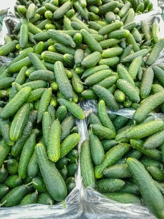Texture of cucumbers in cardboard boxes on the storefront close upの写真素材