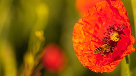 Red poppies bloom on a wheat field with green spikelets. summer backgroundの写真素材