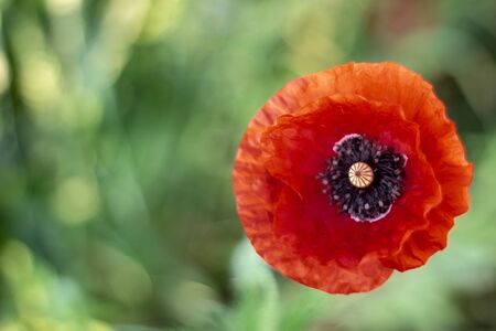 Red poppies bloom on a wheat field with green spikelets. summer backgroundの写真素材