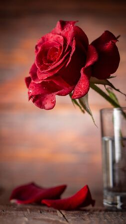 Red rose in vase on old wooden, Vintage styleの写真素材