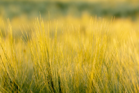 Spikes of wheat of golden color, texture. close up