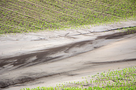 Mud streams after a heavy rain on a cornfield that destroyed part of the cropの写真素材