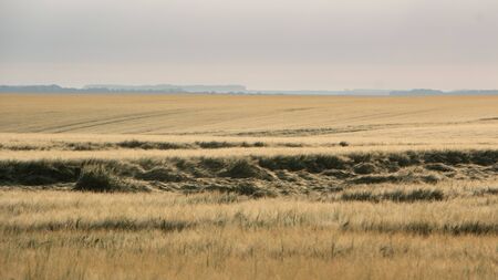 Wheat harvest destroyed by a thunderstorm. Morning summer landscape backgroundの写真素材
