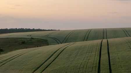 Wheat field in early summer, green wheat spoon close upの写真素材
