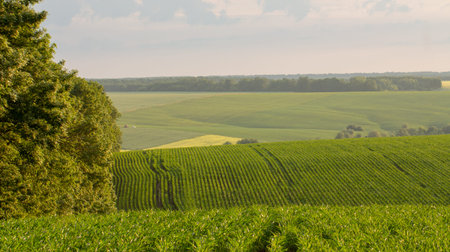 Fields with young shoots of corn, landscape, against the sunset sky