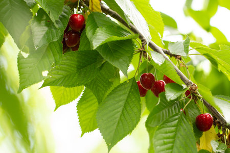 Cherry on the branch grows, ripened red cherry