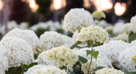 White hydrangea blooming in the evening summer garden close up