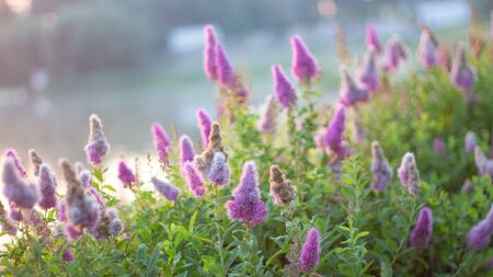 Billards Spirea Blooming flowers in the morning park on the lake close upの写真素材