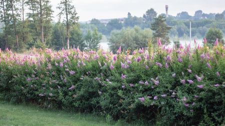 Billards Spirea Blooming flowers in the morning park on the lake close up