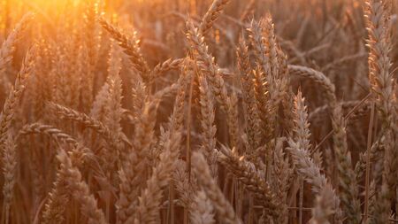 Field of ripe wheat on colorful sunset. Rural landscape. Backgroundの写真素材