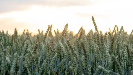 Wheat field in early summer, green wheat spoon close upの写真素材