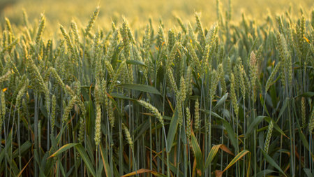 Wheat field in early summer, green wheat spoon close up