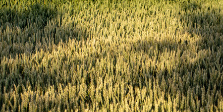 Wheat field in early summer, green wheat spoon close up
