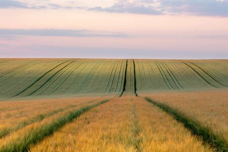 Wheat field in early summer, green wheat spoon close upの写真素材