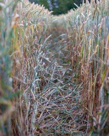 Ripe wheat ears on the field close-up backgroundの写真素材