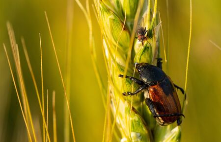 Anisoplia austriaca on a spike of green wheatの写真素材