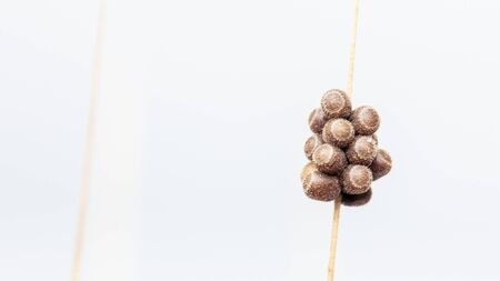 Eggs of the pest on a spike of wheat, macro, close-up backgroundの写真素材