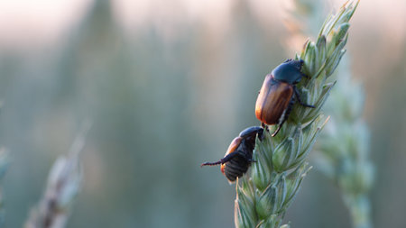 Anisoplia segetum Insect, pest of grass fields. Close up macro