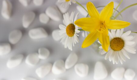 Chamomile flowers are covered with white stones for spa, relaxation concept, or chamomile tea. Backgroundの写真素材