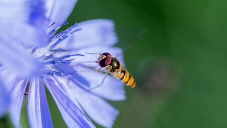 Gingerbread, useful insect sits on a blue flower of chicory flower close upの写真素材