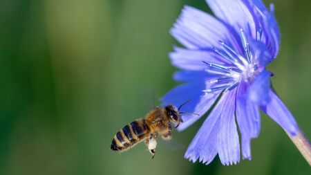 Yellow and black honey bee pollinating a blue wild floweの写真素材