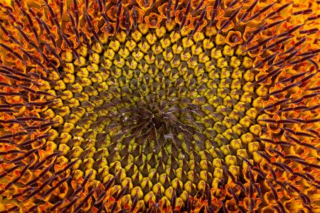 Sunflower closeup of the center of the flower. Clearly visible seed germs. Backfroundの写真素材