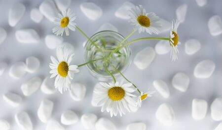 Chamomile flowers are covered with white stones for spa, relaxation concept, or chamomile tea. Backgroundの写真素材