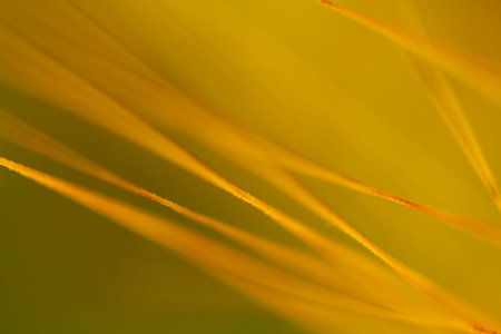 Wheat spikes, mustache, sprouts, macrophotography abstract background close up