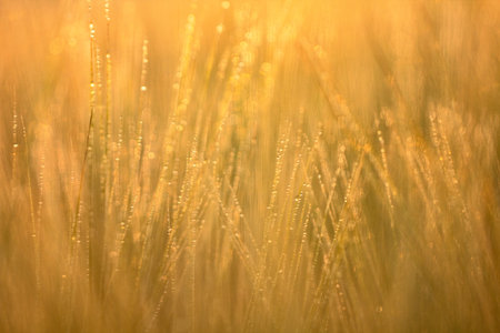 Wheat spikes, mustache, sprouts, macrophotography abstract background close upの写真素材