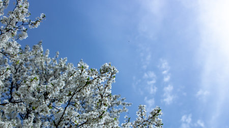 Blossoming plum flowers on sunny blue sky background On a clear spring day