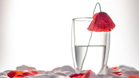 Vase with beautiful red poppy flowers on white rock backgroundの写真素材