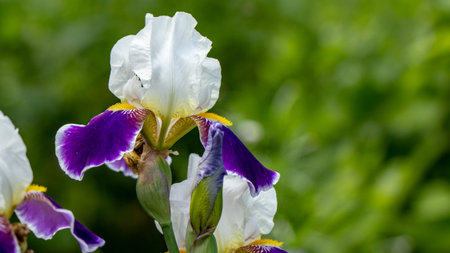 Background blooming flowers violet lilac iris grow in a flowerbed. close up