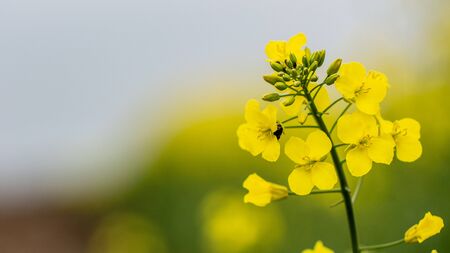Blooming oilseed rape, rape fields backgroundの写真素材
