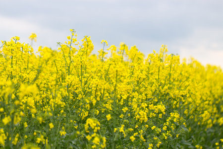 Blooming oilseed rape, rape fields background