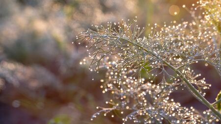 Dill in the garden in the garden, green spice covered with morning dewの写真素材