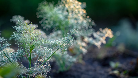 Dill in the garden in the garden, green spice covered with morning dew
