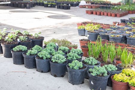Many little pots of plants for landscaping ready for plantingの写真素材