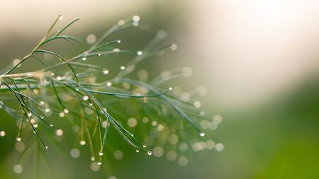 Dill in the garden in the garden, green spice covered with morning dewの写真素材