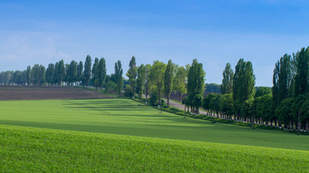 Fields with green wheat under a blue sky landscape background