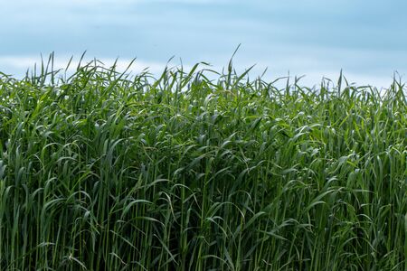 Young wheat sprouts, on the field, under the blue sky, close-upの写真素材