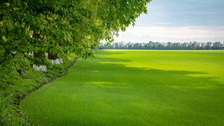 Fields with green wheat under a blue sky landscape backgroundの写真素材