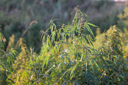 A marijuana bush, with strong branches on which ripe seeds. Close up