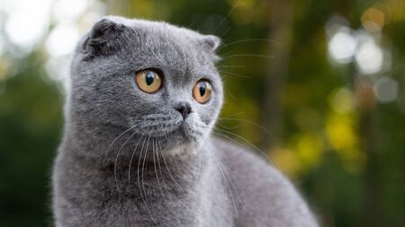 Lop-eared cat in the park on a background of green vegetation, portrait close upの写真素材