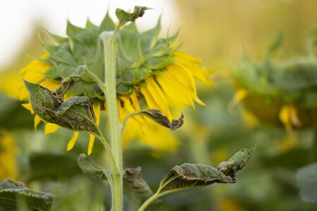 Young sunflower flower close up, soft focus close upの写真素材