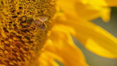 Bee in a yellow pollen, collects sunflower nectar backgroundの写真素材