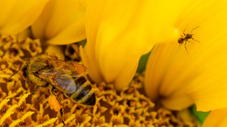 Bee in a yellow pollen, collects sunflower nectar background