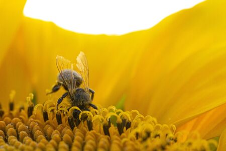 Bee in a yellow pollen, collects sunflower nectar backgroundの写真素材