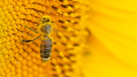 Bee in a yellow pollen, collects sunflower nectar background