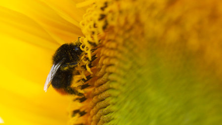 bumblebee in a yellow pollen, collects sunflower nectar background