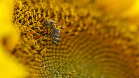 Bee in a yellow pollen, collects sunflower nectar backgroundの写真素材